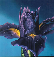 The Iris